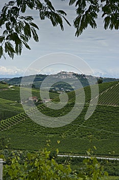 Vertical: Town & vineyards in Piedmont, Italy
