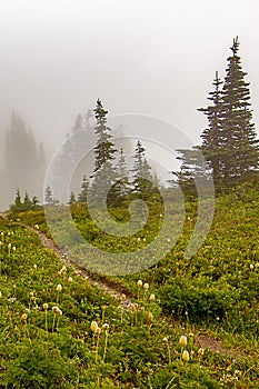 vertical trail through fog and sub-alpine meadow covered in wildflowers