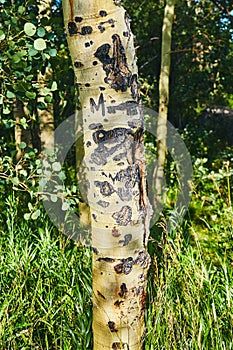 Vertical tree aspen bark detail with green forest
