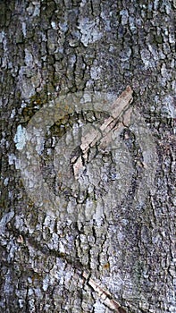 Vertical tree bark background. Tree skin.