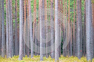Vertical tree trunks in the forest