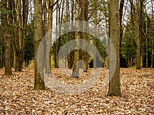 Vertical tree trunks in the forest, scattered leaves