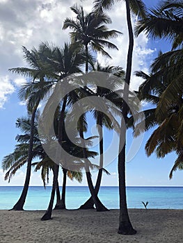 Vertical tropical landscape with tall palms, sandy beach on Saona island