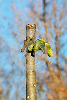 A vertical trunk or branch of a young tree is sawed off during garden pruning