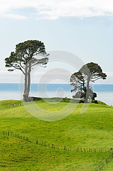 Vertical of two trees on a mountain edge with some sheep on the green grass