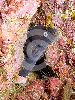 Vertical underwaterr shot of a Muraena Augusti, black moray eel