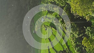 Vertical video. Aerial shot of the marvelous rice teraces in mountains during sunset