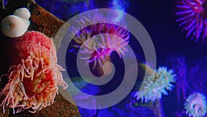 Vertical video anemones in aquarium unique sea creatures wonder ancient Anemones in aquarium ocean's mystery