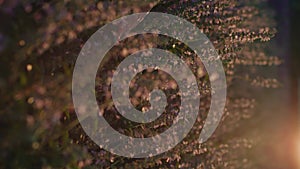 Vertical video of female hand touching flowers in the field