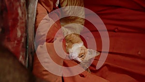 Vertical Video of a Ginger Cat Sleeping Peacefully on a Cozy Orange Couch