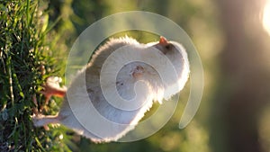 Vertical video, little broiler chicken on green grass at sunset. Close up