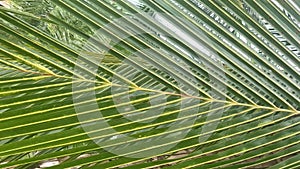 Vertical Video Of Palm Tree Leaf On Beach In Kaimana Island. Beautiful Nature With Picturesque View On Green Tropical Leaves