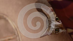 Vertical video of a Playful Pet Kitten Peeking Out from under a Hammock