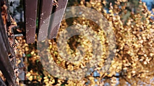 VERTICAL VIDEO POV dry yellow autumn leaves falling on wooden bench at warm weather sunny park