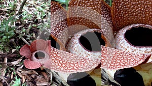 Vertical video for social media applications on mobile devices. Rafflesia keithii flower on borneo