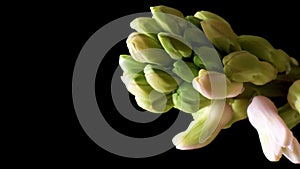 Vertical video. Spring flowers Hyacinth opening. Blooming of beautiful flowers on black background. Timelapse.