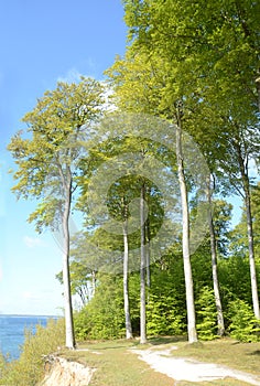 Vertical viev in a light green beech forest