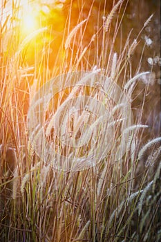 Vertical view abstract soft focus of field of grass during sunset in natural background