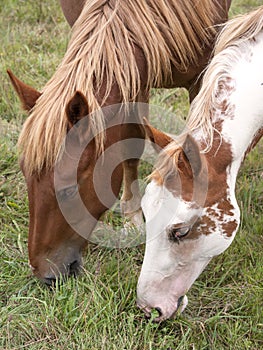 Vertical view of American pain horse and Hispano breton grazing on a summer field.