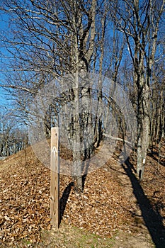 Vertical View of The Appalachian Trail