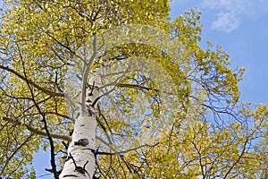 Vertical view of Aspen tree