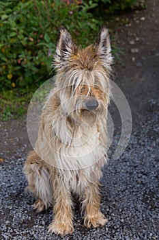 Vertical view of beautiful female Picardy Shepherd sitting on gravel in park during a fall afternoon