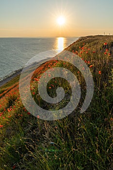 Vertical view of beautiful ocean coast with sloping grassy hills and endless fields of poppies and a sun star