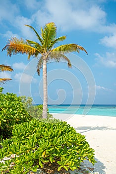 Vertical view of the beautiful tropical beach with palm tree, ocean, sand at the island