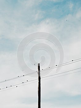 Vertical view of birds standing on a wire under blue sky