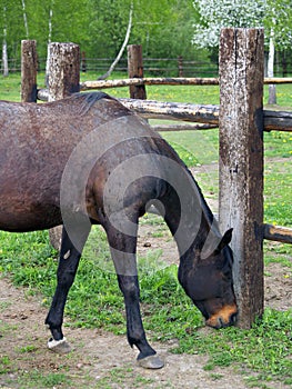 Black horse eating grass at ranch