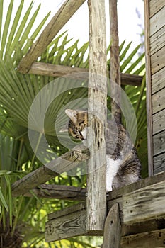 Vertical view of cat afraid hidding from humans behind of wood in the garden
