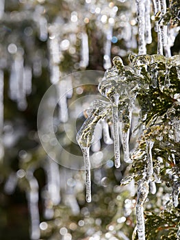 Vertical view of cedar leaves in hedge encased in ice after ice storm seen during a late winter sunny morning