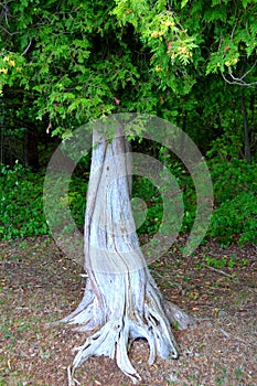 Vertical view of Cedar Tree Trunk