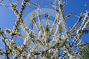 Vertical view of cherry blossom seen on a small tree during springtime. photo