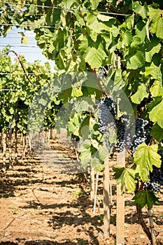 Vertical View of Close Up of Plantation of Black Wine Grapes at Midday in August in Italy