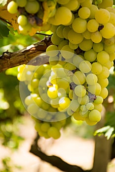 Vertical View of Close Up of Plantation of White Table Grapes at Midday in August in Italy