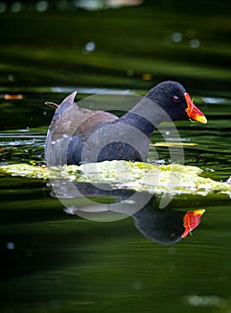 Vertical view of a common moorhen swimming and reflecting on the green water