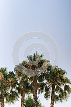 Vertical view of Copernicia prunifera trees before the blue skyline