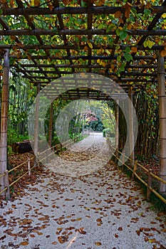 Vertical view of covered walkway with vine plant in Bambouseraie de Prafrance Cevennes bamboo park, Generargues, Languedoc, France