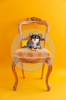 Vertical view of cute tiny tricolor long-haired chihuahua lying down on antique chair set on orange seamless background