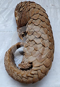 Vertical view of a dead Indian pangolins body on a table photo