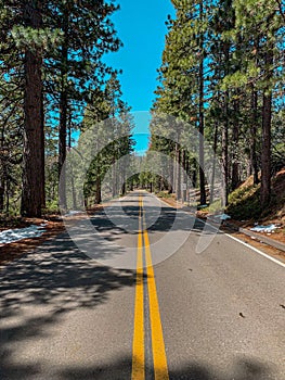 Vertical view of an empty road passing through tall fir tree forest on a sunny day