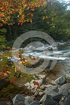 Vertical view of foliage and Swift River rapids, New Hampshire.