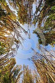 Vertical view of a forest photo