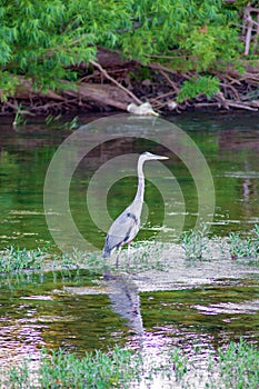 Vertical View of a Great Blue Heron Hunting for a Meal