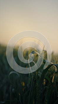 Vertical view green field with unripe wheat spikelets on sunrise close up.