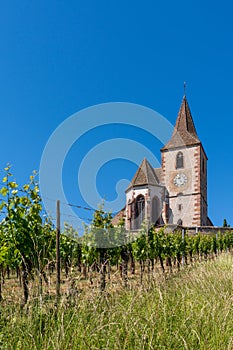 Vertical view of the historic church of Saint-Jacques-le-Majeur and vineyards in Hunawihr village