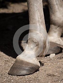 Vertical view of the hoofs of barefoot white horse.