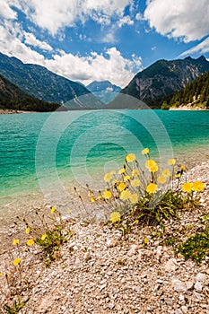 Vertical view of lake Plansee with dandelions in front