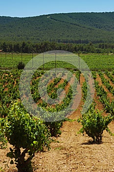 Vertical view of a landscape of green fields of vineyards